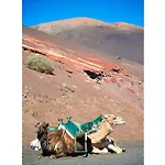 Isla De Lobos וילה *